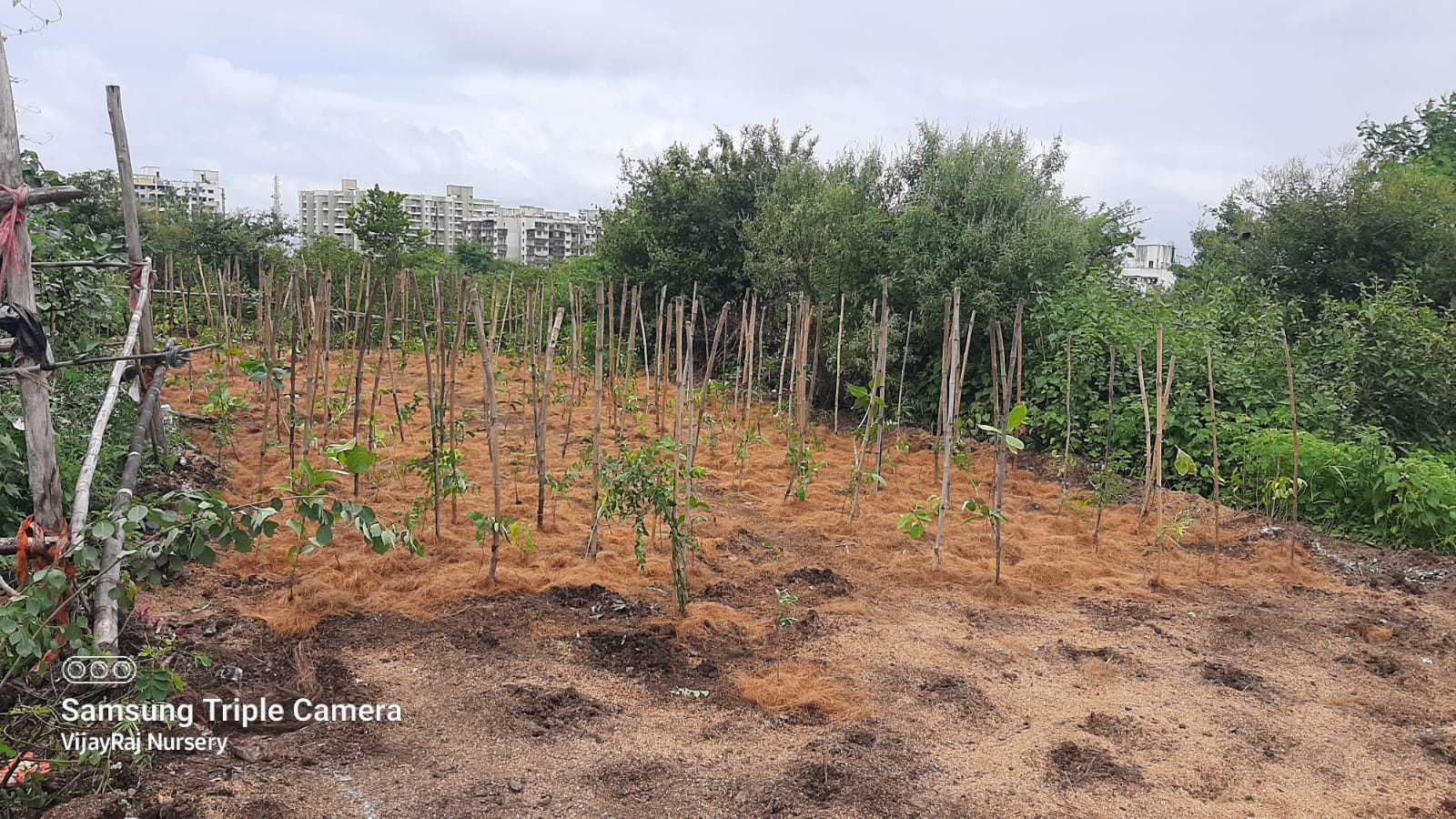 Native Plant service for Miyawaki plantation